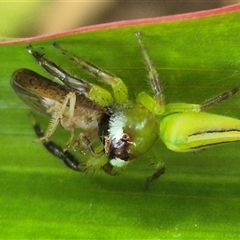 Mopsus mormon at Burnside, QLD - suppressed