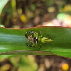 Mopsus mormon at Burnside, QLD - suppressed