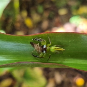 Mopsus mormon at Burnside, QLD - suppressed