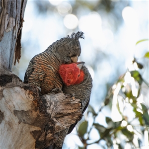 Callocephalon fimbriatum at Belconnen, ACT - suppressed