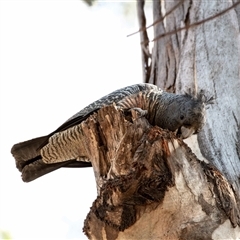 Callocephalon fimbriatum at Belconnen, ACT - suppressed