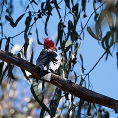 Callocephalon fimbriatum at Belconnen, ACT - suppressed