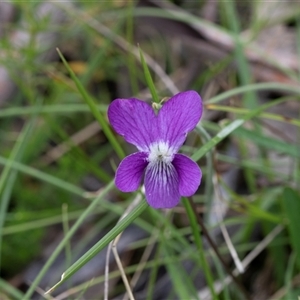 Viola betonicifolia at Yaouk, NSW - 5 Dec 2021 11:09 AM