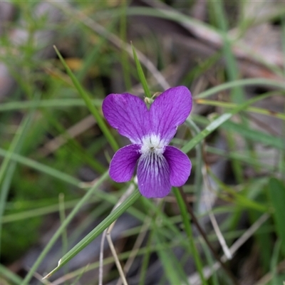 Viola betonicifolia (Mountain Violet) at Yaouk, NSW - 5 Dec 2021 by AlisonMilton