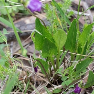 Viola betonicifolia at Yaouk, NSW - 5 Dec 2021 11:09 AM