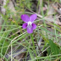 Viola betonicifolia at Yaouk, NSW - 5 Dec 2021 11:09 AM