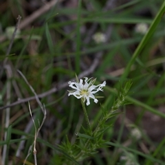 Stellaria pungens (Prickly Starwort) at Yaouk, NSW - 5 Dec 2021 by AlisonMilton