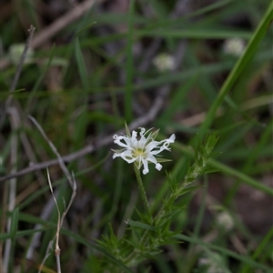 Stellaria pungens at Yaouk, NSW - 5 Dec 2021