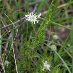 Stellaria pungens at Yaouk, NSW - 5 Dec 2021