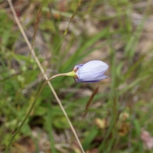 Wahlenbergia sp. at Yaouk, NSW - 5 Dec 2021