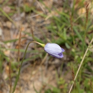 Wahlenbergia sp. at Yaouk, NSW - 5 Dec 2021