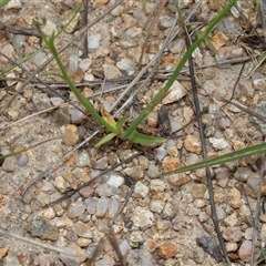 Wahlenbergia sp. at Yaouk, NSW - 5 Dec 2021