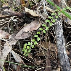 Lindsaea linearis (Screw Fern) at Ulladulla, NSW - 18 Jan 2025 by Clarel