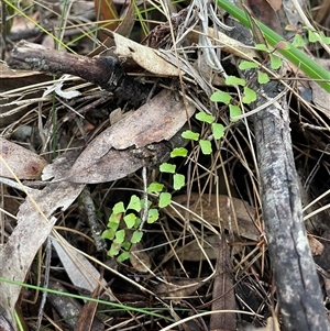 Lindsaea linearis (Screw Fern) at Ulladulla, NSW by Clarel