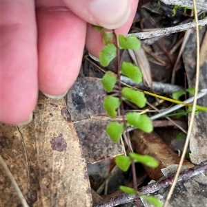 Lindsaea linearis at Ulladulla, NSW - 19 Jan 2025 09:01 AM