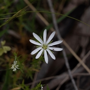 Stellaria pungens at Yaouk, NSW - 5 Dec 2021