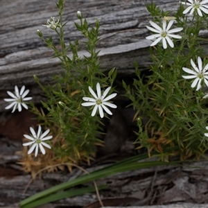 Stellaria pungens at Yaouk, NSW - 5 Dec 2021