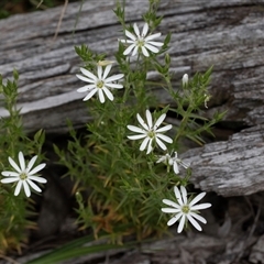 Stellaria pungens at Yaouk, NSW - 5 Dec 2021