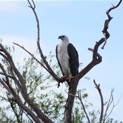 Haliaeetus leucogaster (White-bellied Sea-Eagle) at Fyshwick, ACT - 5 Jan 2025 by MB