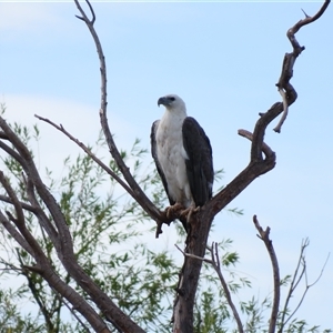 Haliaeetus leucogaster (White-bellied Sea-Eagle) at Fyshwick, ACT by MB