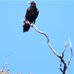 Aquila audax (Wedge-tailed Eagle) at Yarrow, NSW - 12 Jan 2025 by MB