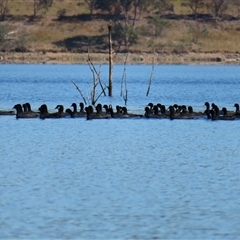 Fulica atra at Yarrow, NSW - 12 Jan 2025 by MB