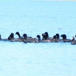 Fulica atra at Yarrow, NSW - 13 Jan 2025 10:34 AM