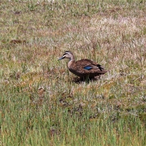 Anas superciliosa (Pacific Black Duck) at Charlotte Pass, NSW by MB