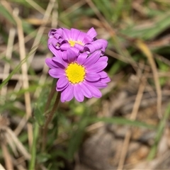 Calotis scabiosifolia var. integrifolia (Rough Burr-daisy) at Yaouk, NSW - 5 Dec 2021 by AlisonMilton
