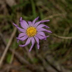 Calotis scabiosifolia var. integrifolia at Yaouk, NSW - 5 Dec 2021 11:43 AM
