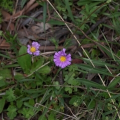 Calotis scabiosifolia var. integrifolia at Yaouk, NSW - 5 Dec 2021 11:43 AM