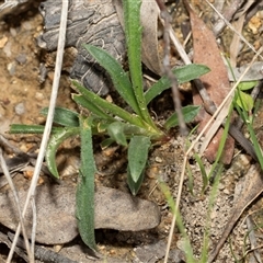 Calotis scabiosifolia var. integrifolia at Yaouk, NSW - 5 Dec 2021 11:43 AM