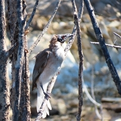 Philemon corniculatus at Yarrow, NSW - 12 Jan 2025 by MB