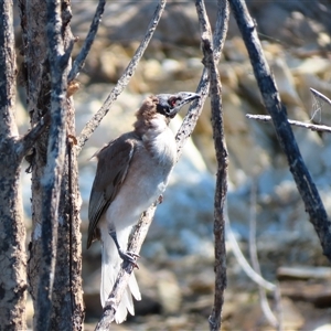 Philemon corniculatus at Yarrow, NSW by MB