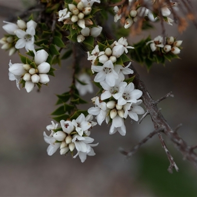 Epacris breviflora (Drumstick Heath) at Yaouk, NSW - 5 Dec 2021 by AlisonMilton