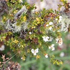 Epacris breviflora at Yaouk, NSW - 5 Dec 2021