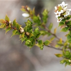 Epacris breviflora at Yaouk, NSW - 5 Dec 2021