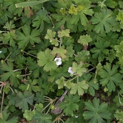 Geranium sp. at Yaouk, NSW - 5 Dec 2021 by AlisonMilton