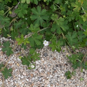 Geranium potentilloides var. potentilloides at Yaouk, NSW - 5 Dec 2021 12:50 PM