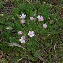 Geranium sp. at Yaouk, NSW - 5 Dec 2021 by AlisonMilton