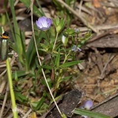 Veronica gracilis at Yaouk, NSW - 5 Dec 2021 by AlisonMilton