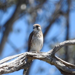 Falco cenchroides at Tinderry, NSW - 19 Jan 2025 11:30 AM