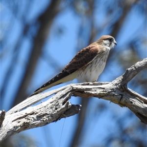 Falco cenchroides at Tinderry, NSW - 19 Jan 2025 11:30 AM