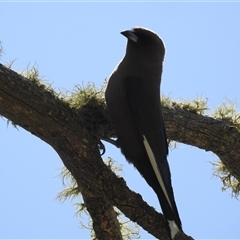 Artamus cyanopterus (Dusky Woodswallow) at Tinderry, NSW - 19 Jan 2025 by danswell