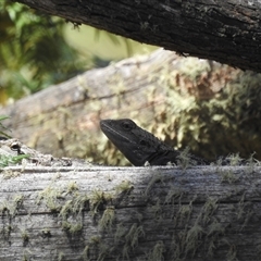 Amphibolurus muricatus (Jacky Lizard) at Tinderry, NSW - 19 Jan 2025 by danswell