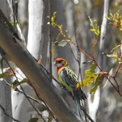 Platycercus eximius (Eastern Rosella) at Tinderry, NSW - 19 Jan 2025 by danswell