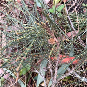 Casuarina/Allocasuarina sp. at Lindfield, NSW by Hejor1