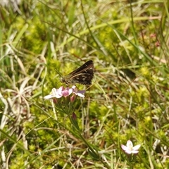 Unidentified Moth (Lepidoptera) at Tinderry, NSW - 19 Jan 2025 by danswell