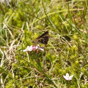 Unidentified Moth (Lepidoptera) at Tinderry, NSW by danswell