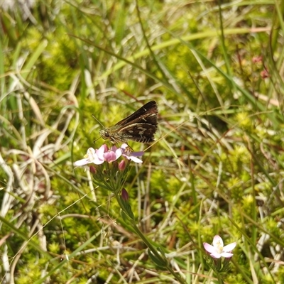 Taractrocera papyria at Tinderry, NSW - 19 Jan 2025 by danswell